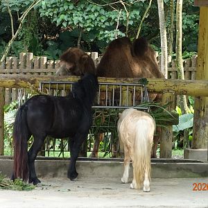 Bactrian Camel (Camelus bactrianus) and Horses (Equus ferus caballus)