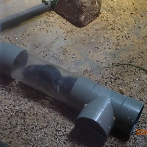 Long-tailed Chinchilla (Chinchilla lanigera)