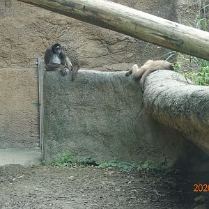Brown Spider Monkey (Ateles hybridus)