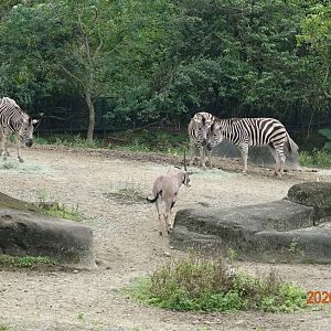 Chapman's Zebra (Equus quagga chapmani) and East African Oryx (Oryx beisa)