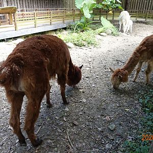 Alpaca (Vicugna pacos)