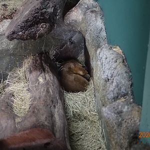 Kinkajou (Potos flavus)