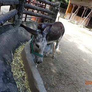 Donkey (Equus africanus asinus)