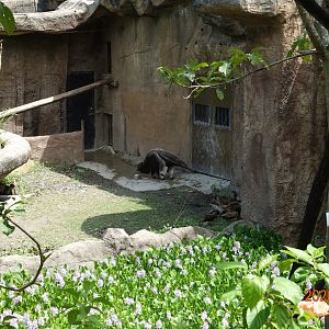 Giant Anteater (Myrmecophaga tridactyla)