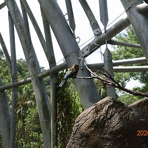 Blue-tailed Bee-eater (Merops philippinus)