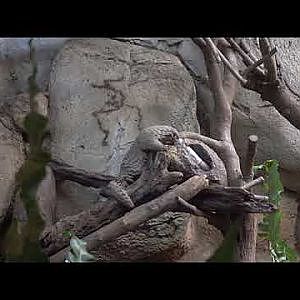 Formosan Pangolin (Manis pentadactyla pentadactyla)