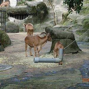 Barbary Sheep (Ammotragus lervia)