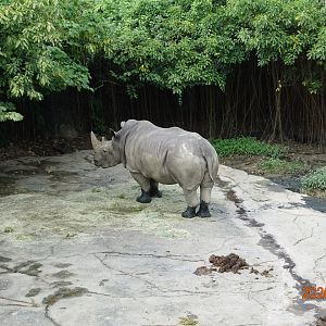 White Rhinoceros (Ceratotherium simum)