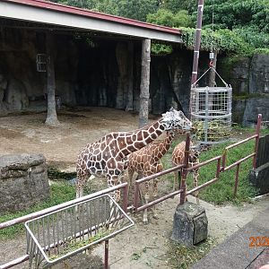Reticulated Giraffe (Giraffa camelopardalis reticulata)