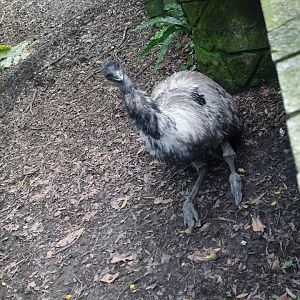 Emu (Dromaius novaehollandiae)