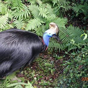 Southern Cassowary (Casuarius casuarius)