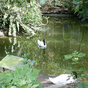 Black-necked Swan (Cygnus melancoryphus)