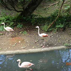 Chilean Flamingo (Phoenicopterus chilensis)