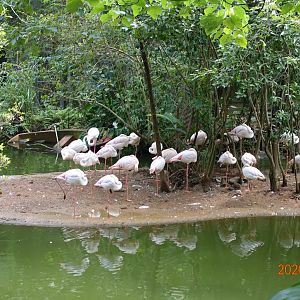 Greater Flamingo (Phoenicopterus roseus)