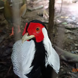 Silver Pheasant (Lophura nycthemera)