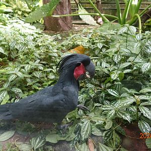 Palm Cockatoo (Probosciger aterrimus)