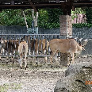 Common Eland (Taurotragus oryx)