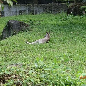 Eastern Grey Kangaroo (Macropus giganteus)