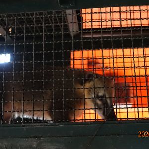 South American Coati (Nasua nasua)