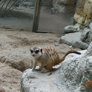 Meerkat (Suricata suricatta)