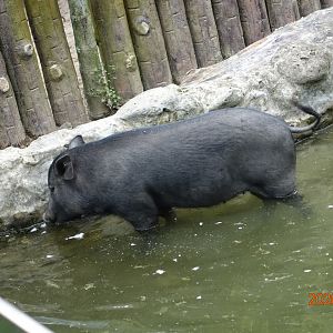 Lanyu Pig (Sus scrofa domestica)