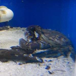 Indo-Pacific Swamp Crab (Mud Crab)