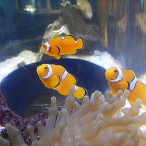 Ocellaris Clownfish