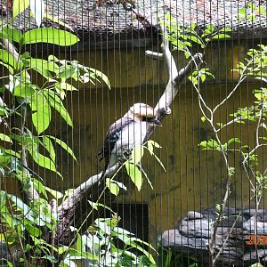 Laughing Kookaburra (Dacelo novaeguineae)