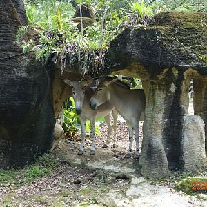Somali Wild Ass (Equus africanus somaliensis)