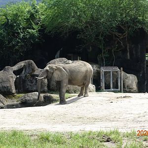 African Bush Elephant (Loxodonta africana)