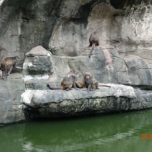 Formosan Rock Macaque (Macaca cyclopis)