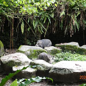 Formosan Wild Boar (Sus scrofa taivanus)