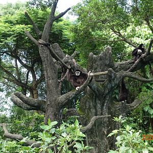 Lar Gibbon (Hylobates lar)