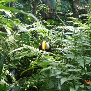 Toco Toucan (Ramphastos toco)