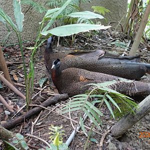 Great Argus (Argusianus argus)