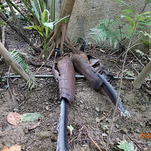 Great Argus (Argusianus argus)