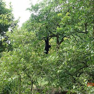 Siamang (Symphalangus syndactylus)