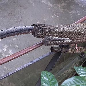 Great Argus (Argusianus argus)