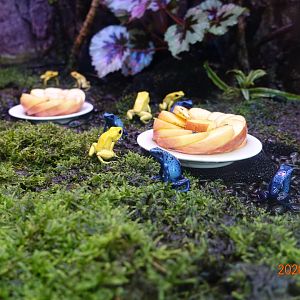 Golden Poison Frog (Phyllobates terribilis) and Blue Poison Dart Frog (Dendrobates tinctorius "azureus")