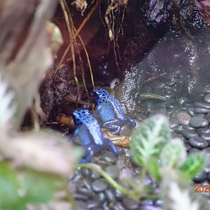 Blue Poison Dart Frog (Dendrobates tinctorius "azureus")