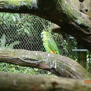 Turquoise-fronted Amazon (Amazona aestiva)