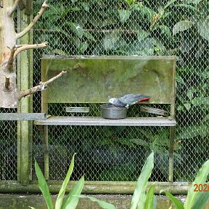 Congo Grey Parrot (Psittacus erithacus)