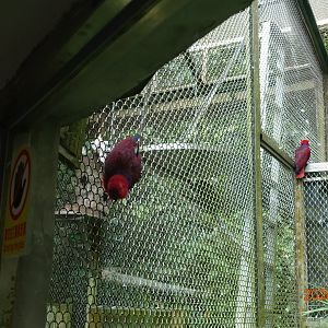 Eclectus Parrot (Eclectus roratus)