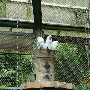 White Cockatoo (Cacatua alba)