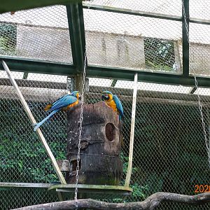 Blue-and-yellow Macaw (Ara ararauna)