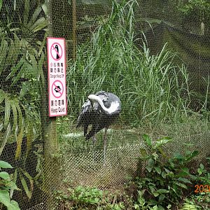 White-naped Crane (Antigone vipio)