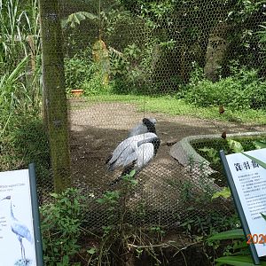 Demoiselle Crane (Grus virgo)