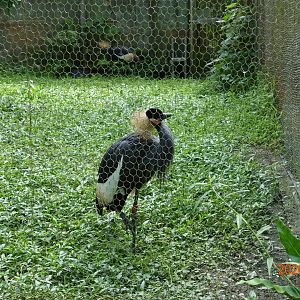 Black Crowned Crane (Balearica pavonina)