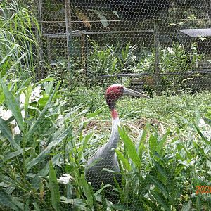 Sarus Crane (Antigone antigone)