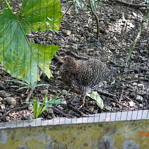 Green Junglefowl (Gallus varius)